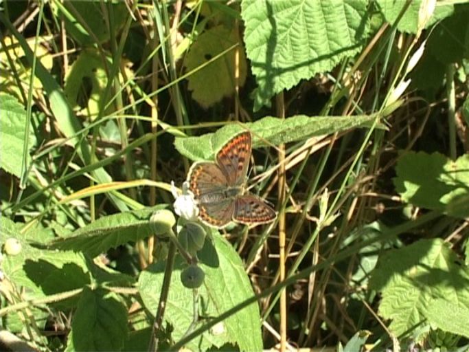 Brauner Feuerfalter ( Lycaena tityrus ),Weibchen : Kaiserstuhl, 18.07.2006